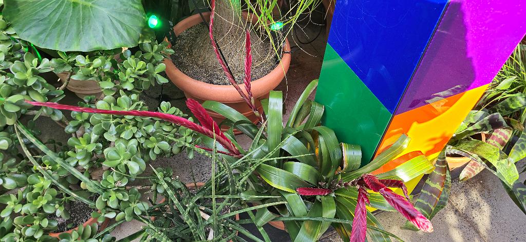 20250222_135557 Tower Hill Botanic Garden, MA.jpg - Bromeliad Vriesea Jolanda. New England Botanic Garden at Tower Hill, MA, 2-22-2025